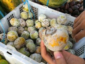 インドネシアの柿